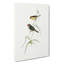 Finch by Elizabeth Gould - Wrapped Canvas-55323713