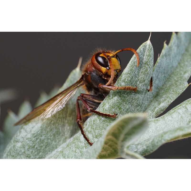 Tenaya Hornet On A Leaf by Jens Heidler - Wrapped Canvas Print, 61cm H x 91cm W x 3.8cm D