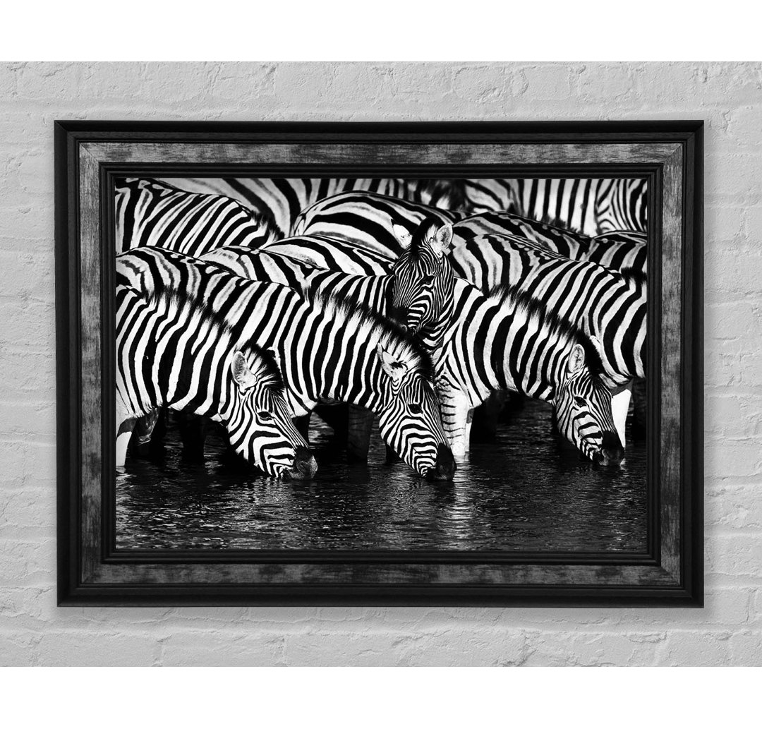 Zebra Trinken - Druck