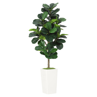 150cm Plant