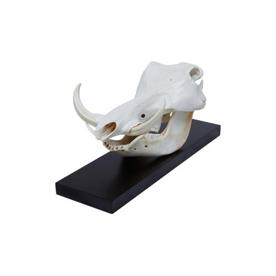 Mounted Warthog Skull
