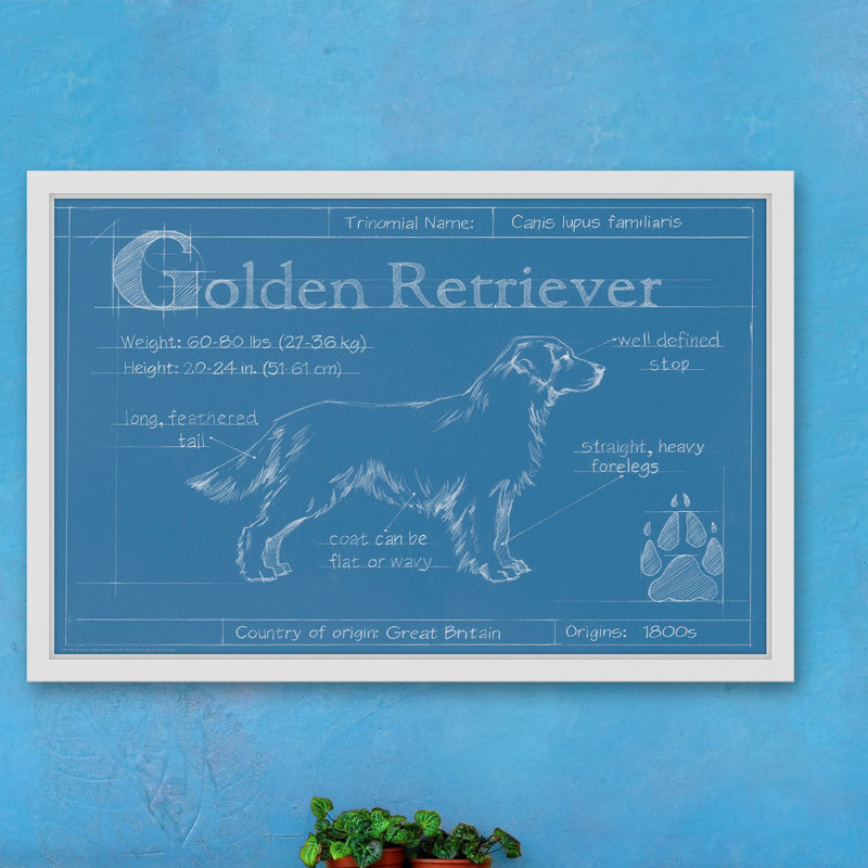 Art mural sur toile Trinx «Blueprint Golden Retriever» par Ethan Harper, H 16 po x l 24 po x P 1,5 po