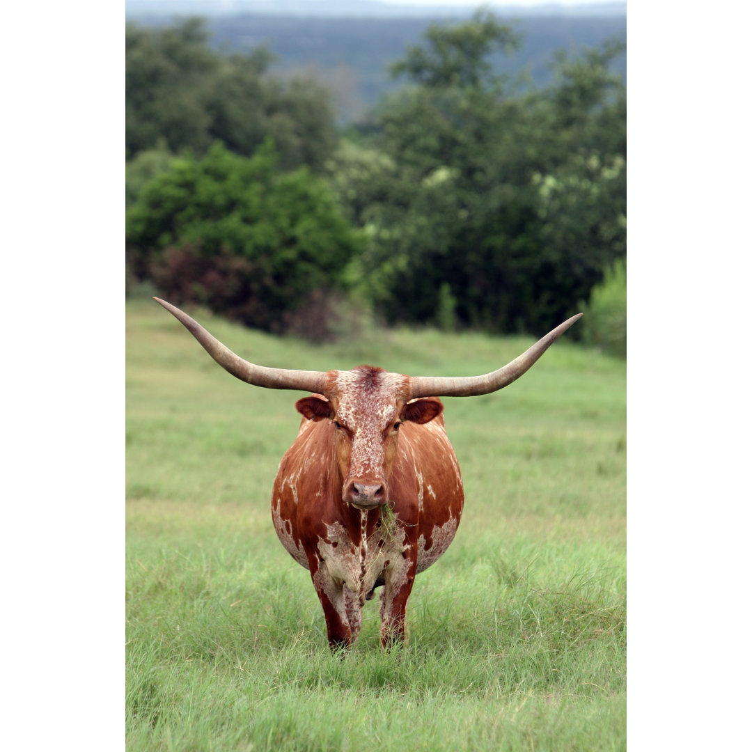 Longhorn