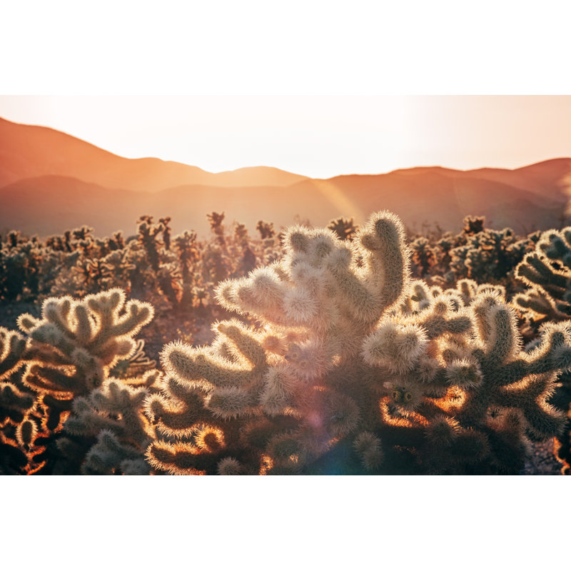 Cholla Cactus Garden - Wrapped Canvas Print, 20cm H x 30cm W x 3.8cm D