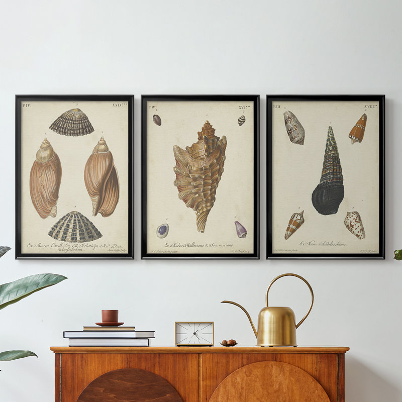 Antique Knorr Shells V - Toile tendue avec châssis sur mesure - 3 pièces, Noir, H 21 po x l 30 po
