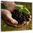 Senne New Seedling Sprouting-109231701