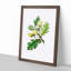 English Oak Tree Illustration - Picture Frame Painting Print-55539655-55539656