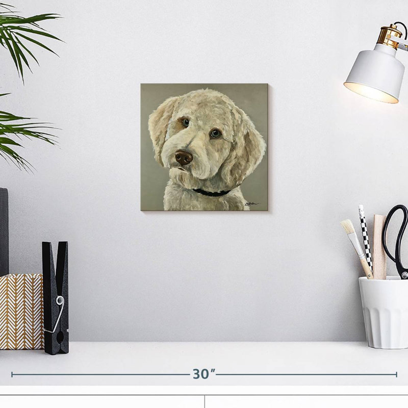Bramend Goldendoodle sur fond gris, H 10 po x l 10 po