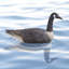 Flotteur d'extérieur Canada Goose Decoy avec peinture ultra réaliste