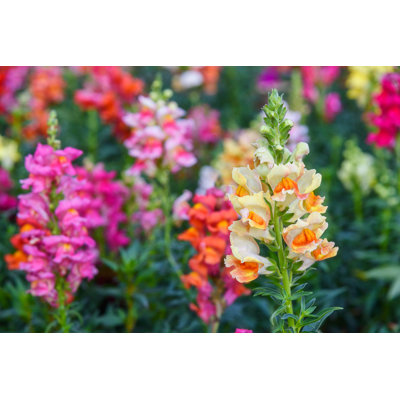 Snap Dragons