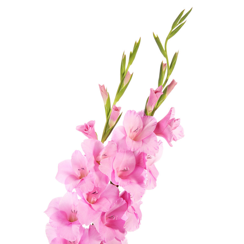 Gladiolus - Wrapped Canvas Print, 46cm H x 30cm W x 3.8cm D