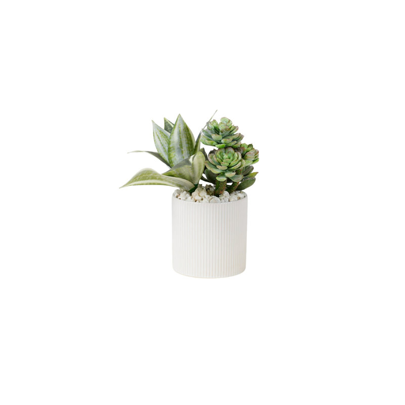 Succulents Arrangement in Ribbed White Ceramic Planter