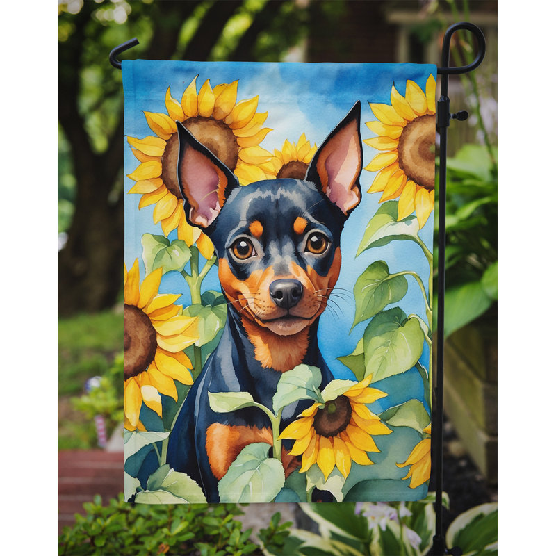 Lévrier irlandais dans le drapeau du jardin de tournesols, Pinscher miniature