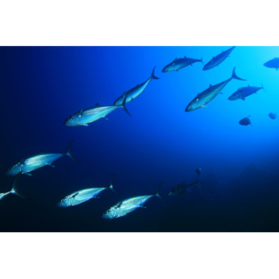 Tuna Fish - Wrapped Canvas Print
