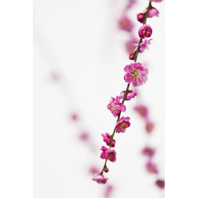 Pink Plum Blossoms - Wrapped Canvas Print, 91cm H x 61cm W