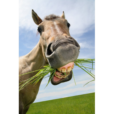 Funny Horse Eating by Treasurephoto - Wrapped Canvas Print