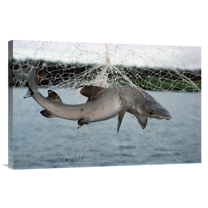 " Illegal Gillnet Fishing ", 20" H x 30" W, Black Framed