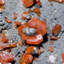 Grande vanadinite sur grille de goethite noire
