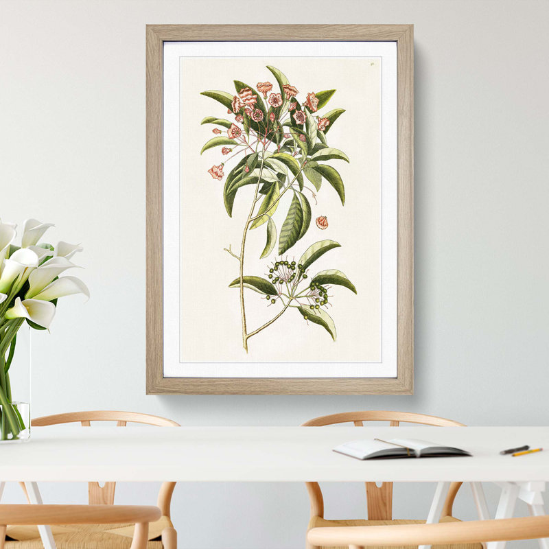 Mountain Laurel Flowers by Mark Catesby - Framed Print, 48cm H x 36cm W x 2cm D, Oak Framed