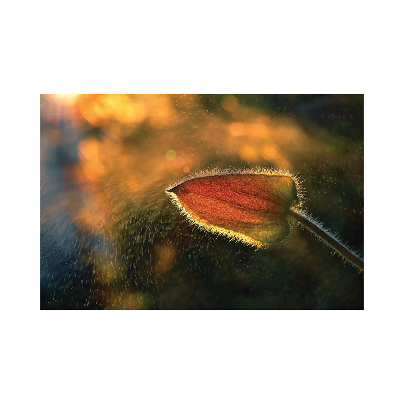 Sunshine Through The Rain by Tomer Yaffe - Wrapped Canvas Print, 20.32 cm H x 30.48 cm W
