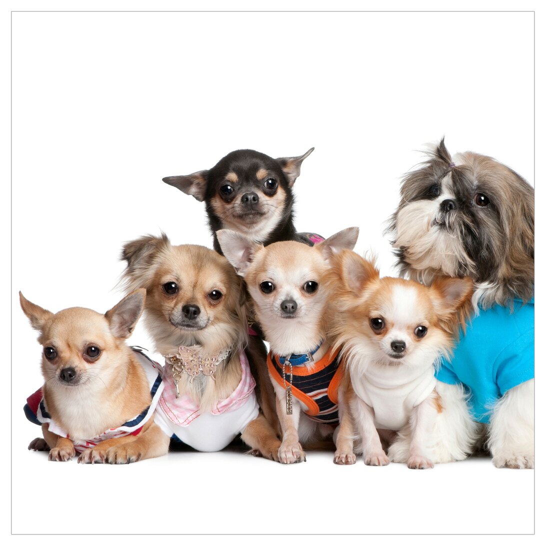 Tapete Five Chihuahuas