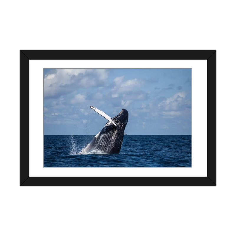 " A Large Humpback Whale Breaches Out Of The Atlantic Ocean " by Ethan Daniels, Black Framed Fine Art Paper, White