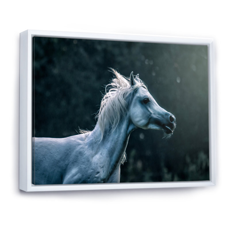 Étalon blanc blanc galopant à travers un pré - photographie sur toile, Cadre flottant blanc, H 24 po x l 32 po