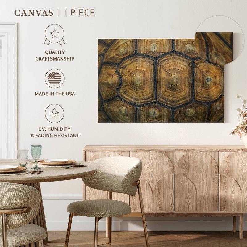 Brampt Giant Tortoise Shell, 24" H x 36" W