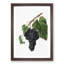 Black Canaiolo Grapes by Giorgio Gallesio - Picture Frame Art Print-55512553-55512552