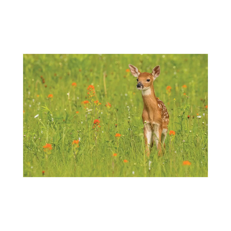 Pine County. Captive Fawn. by Jaynes Gallery - Wrapped Canvas Gallery-Wrapped Canvas Giclée, 66.04cm H x 101.6cm W