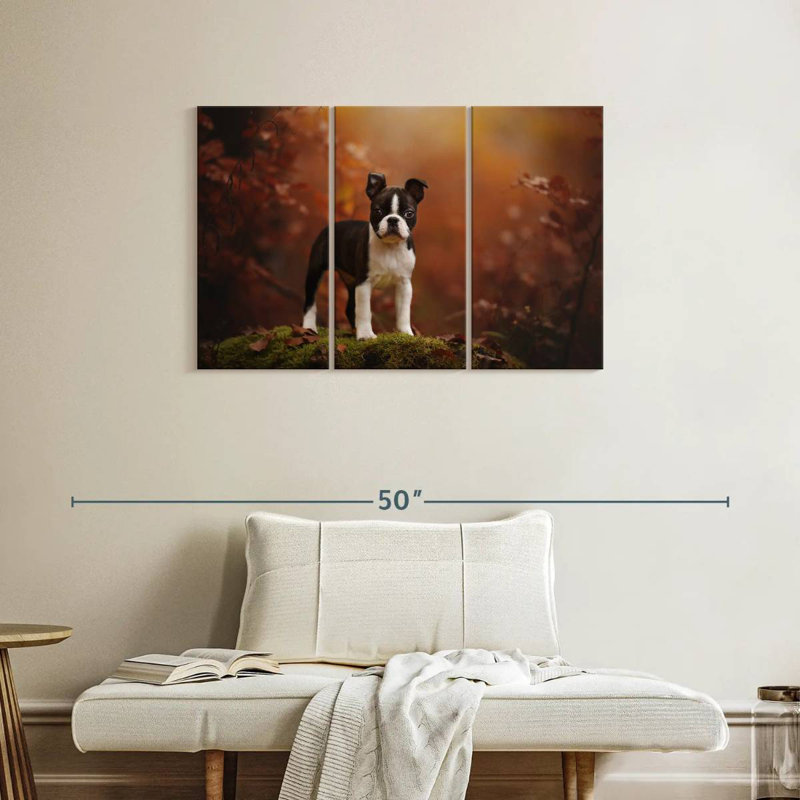 Boston terrier Brampt, H 24 po x l 38 po