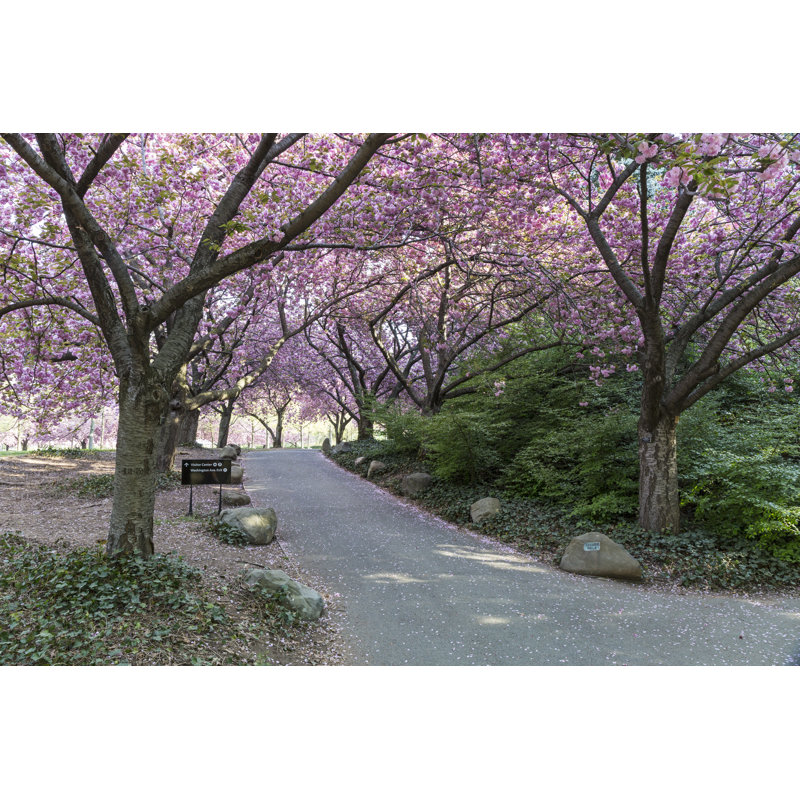 Cherry Walk In Full Bloom by Lightphoto - Wrapped Canvas Print, 31cm H x 46cm W x 3.8cm D