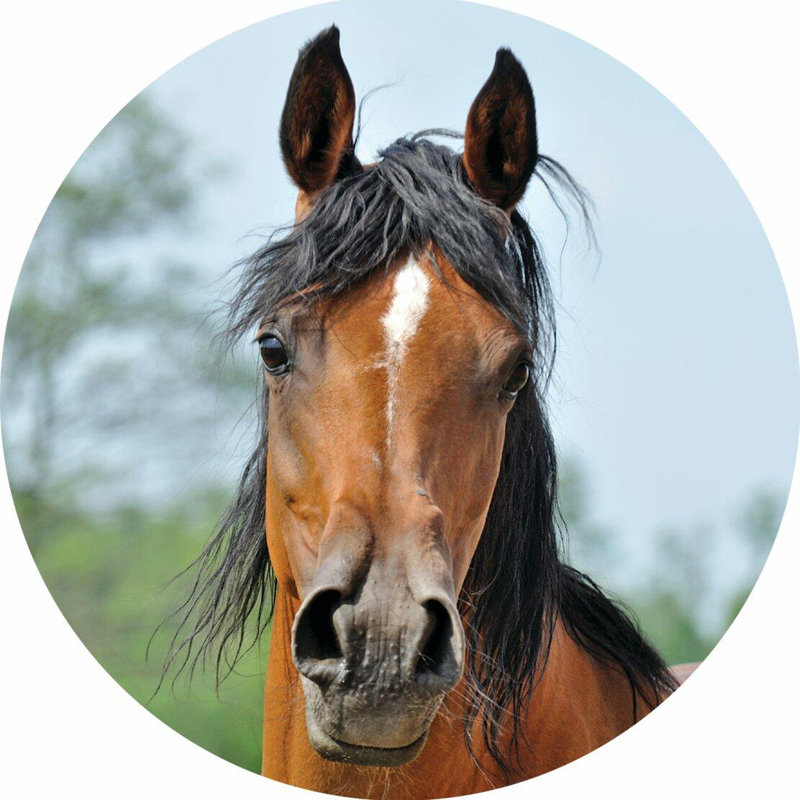 Piece Coaster, Horse 1