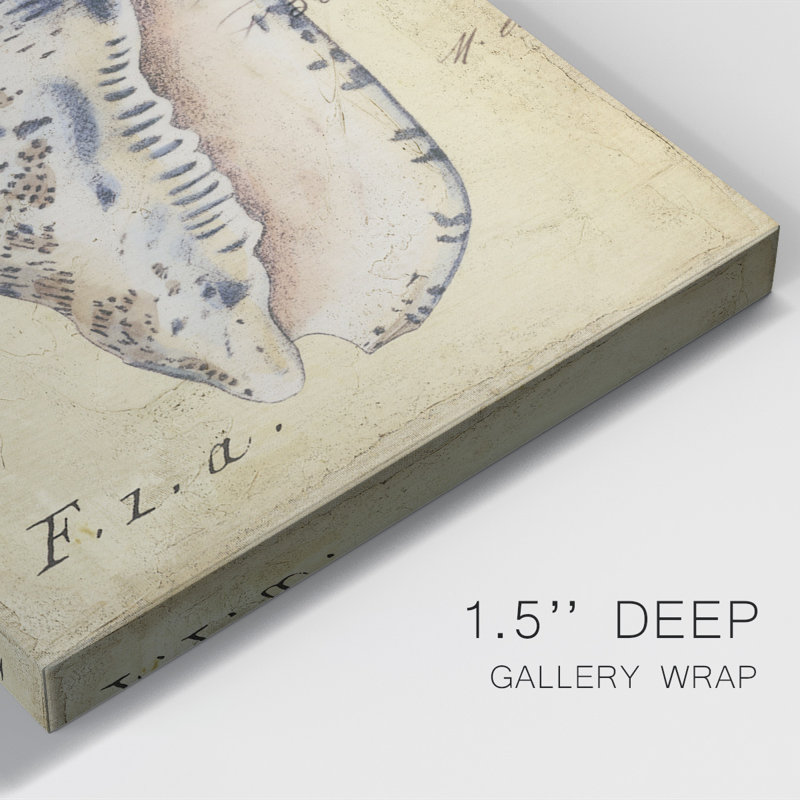 Seashell Ephemera I - impression sur toile tendue, L 12 po x H 18 po