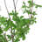 51.1'' Faux Bonsai Tree in Planter