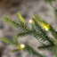 Sapin de Noël Mcdaniel-1434613075
