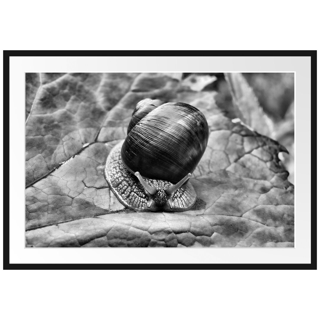 Gerahmtes Poster Kleine Schnecke mit Schneckenhaus