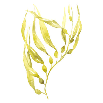 " Olive Sea Kelp II " by Jennifer Goldberger Painting Print