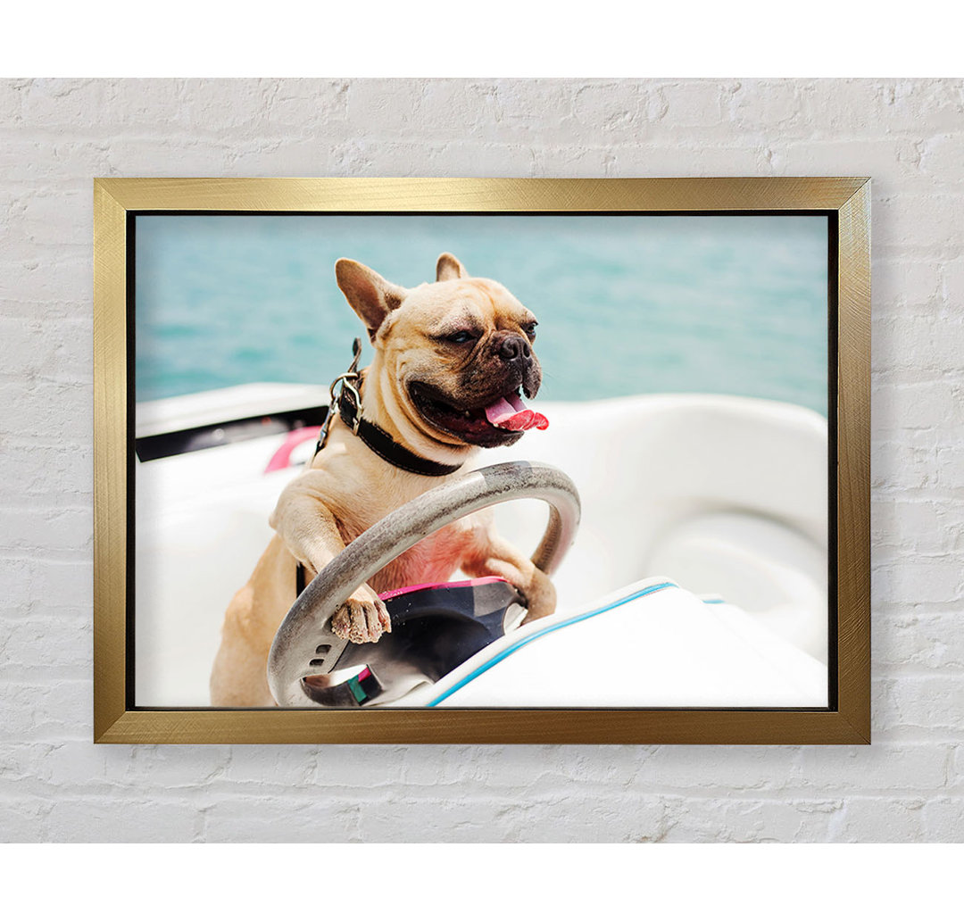 Speed Boat Französische Bulldogge - Einzelner Bilderrahmen Kunstdrucke