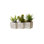 Succulents Arrangement in Concrete Triple Pot