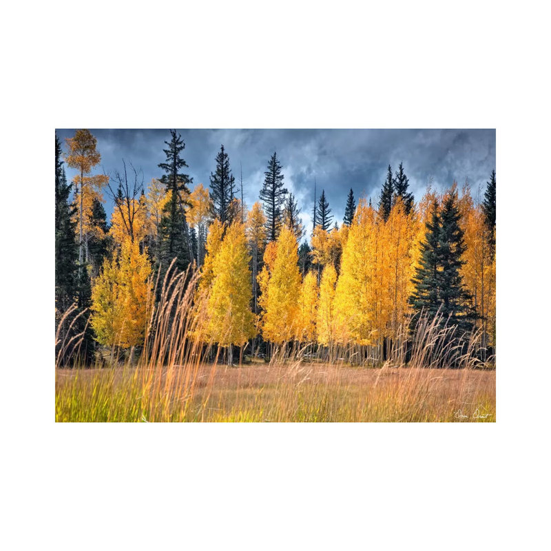 Through The Yellow Trees I - Wrapped Canvas Print, 66.04 cm H x 45.72 cm W