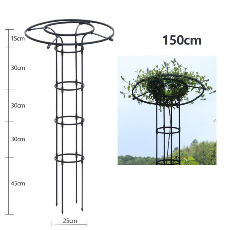 Cerellia 150cm H x 25cm W