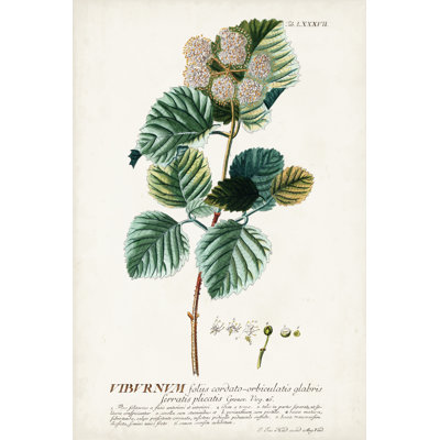 Alluring Botanical IX - Graphic Art