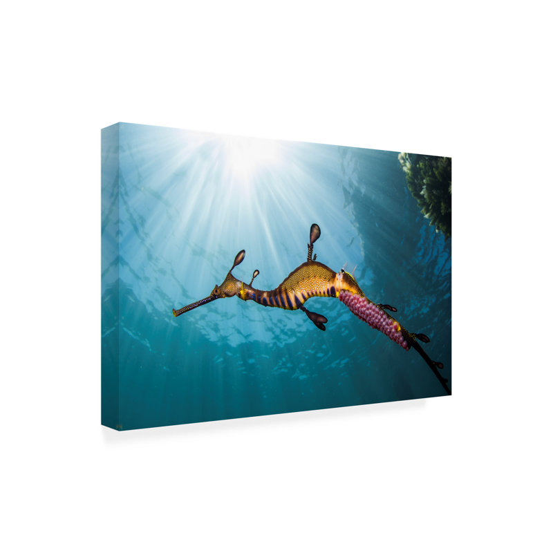 Richard Wylie  Weedy Seadragon Profile Canvas Art, 12" H x 19" W