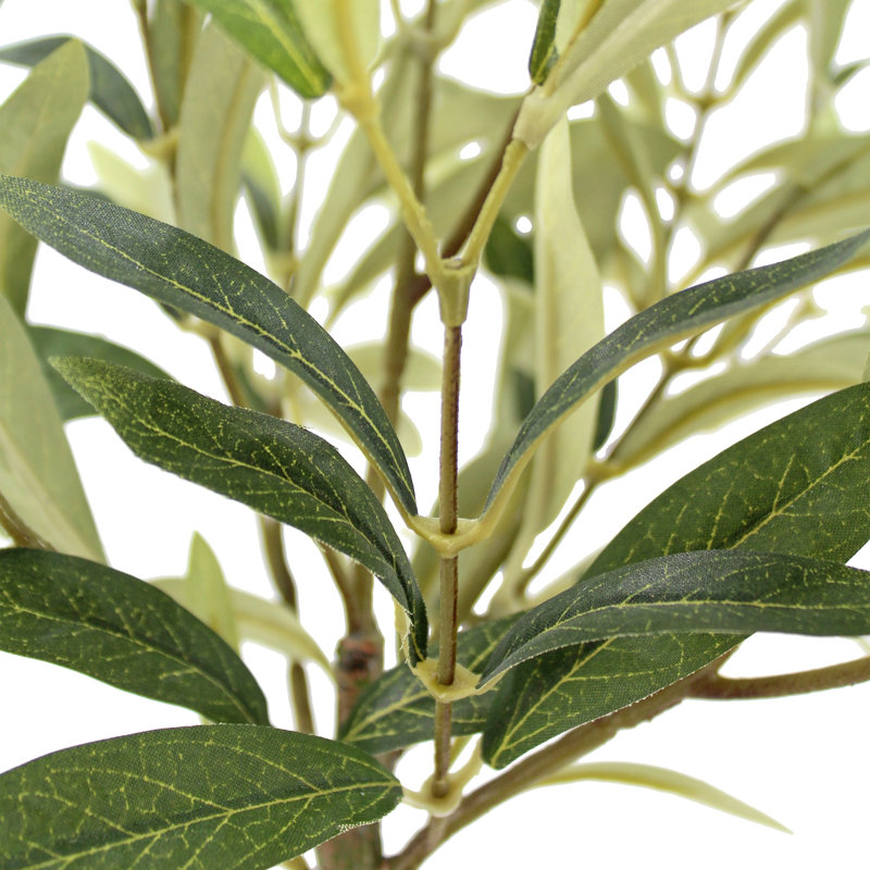 PLANT 2PK POT ROSEMary 12 po, olives 16 po