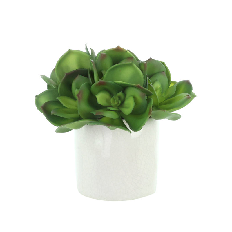 Echeveria dans un pot en céramique