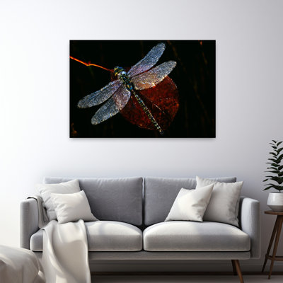 High Angle View Of Blue Darner Dragonfly On Leaf Close Up Canada. Delicate Abstract Contemporary Dragonfly Nature Wildlife Art