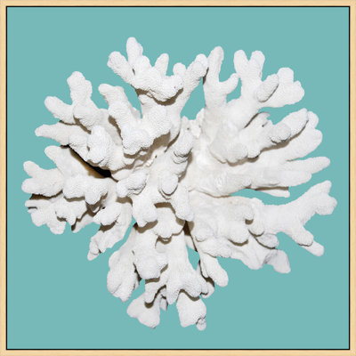 Coral Aqua 3' Framed Photographic Print