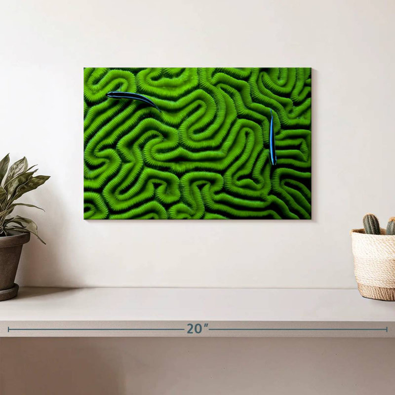 Corail vert Brampt, H 8 po x l 12 po