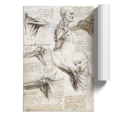Human Anatomy Vol.3 by Leonardo Da Vinci - No Frame Print